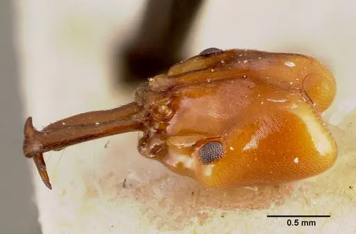 Anochetus madagascarensis specimen MCZTYPE20512 image mcztype20512_3