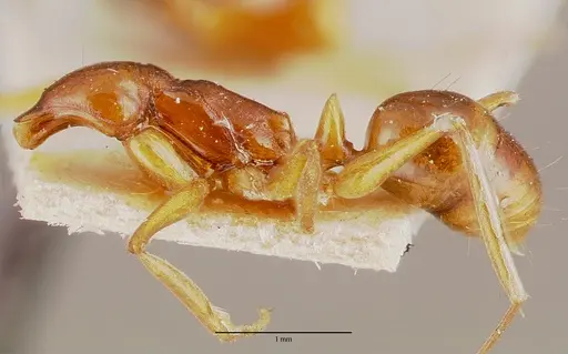 Anochetus madagascarensis specimen MCZTYPE20512 image mcztype20512_4