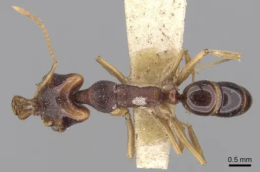 Anochetus madaraszi specimen CASENT0281885 image casent0281885_1