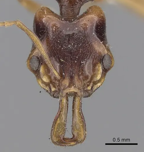 Anochetus madaraszi specimen CASENT0281885 image casent0281885_2