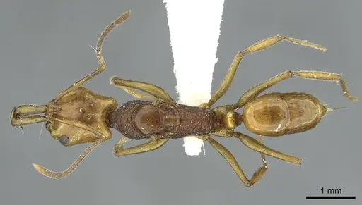 Anochetus maynei specimen RMCAENT000017739 image rmcaent000017739_1
