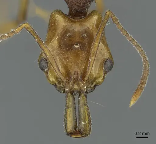 Anochetus maynei specimen RMCAENT000017739 image rmcaent000017739_2