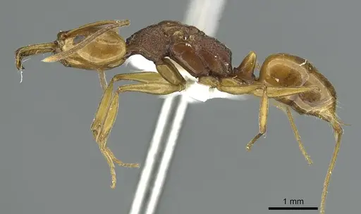 Anochetus maynei specimen RMCAENT000017739 image rmcaent000017739_3