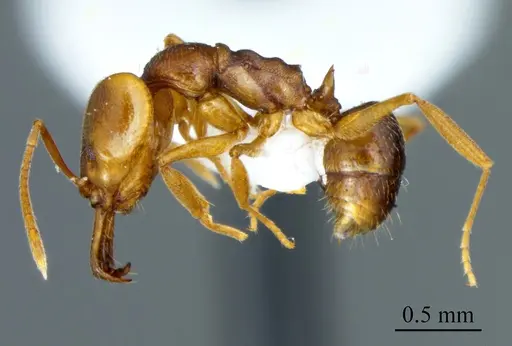 Anochetus mayri specimen ANTWEB1041415 image antweb1041415_2