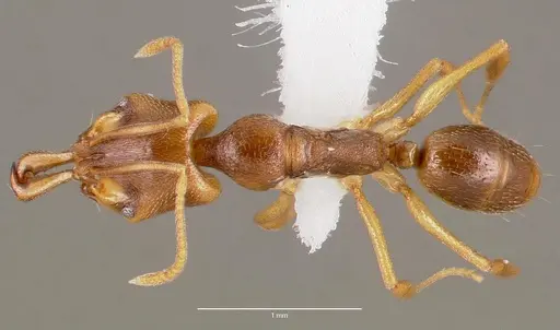 Anochetus mayri specimen CASENT0003324 image casent0003324_1