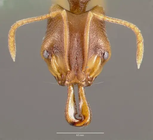Anochetus mayri specimen CASENT0003324 image casent0003324_2