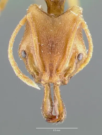 Anochetus mayri specimen CASENT0006073 image casent0006073_2