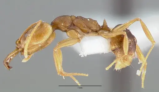 Anochetus mayri specimen CASENT0006073 image casent0006073_3