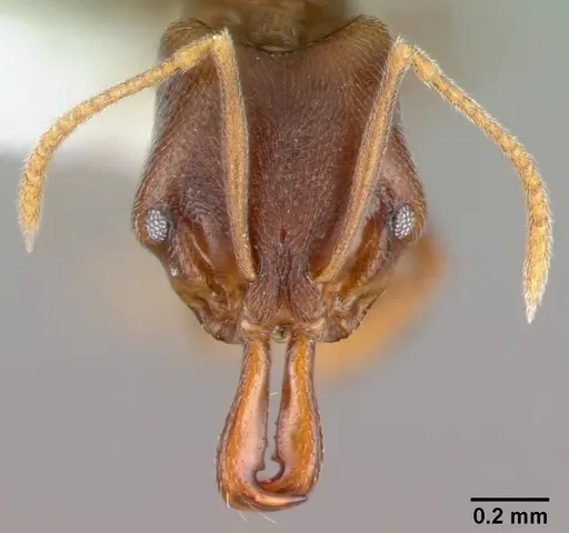 Anochetus mayri specimen CASENT0010834 image casent0010834_2