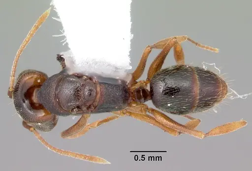 Anochetus mayri specimen CASENT0103555 image casent0103555_1