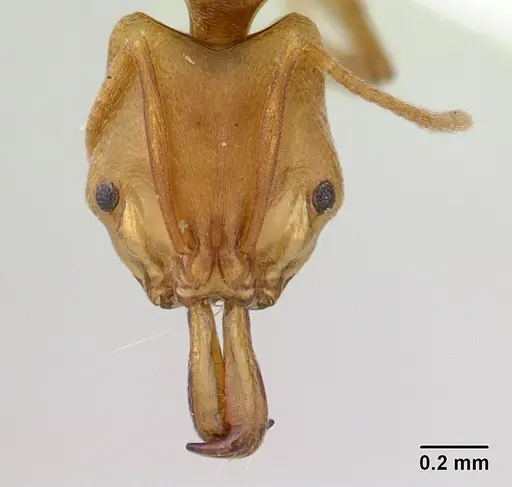 Anochetus mayri specimen CASENT0178674 image casent0178674_2