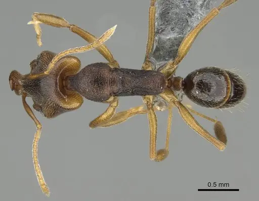 Anochetus mayri specimen CASENT0767584 image casent0767584_1