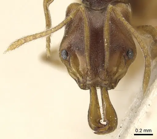 Anochetus mayri specimen CASENT0903987 image casent0903987_2