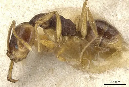 Anochetus mayri specimen CASENT0903987 image casent0903987_3