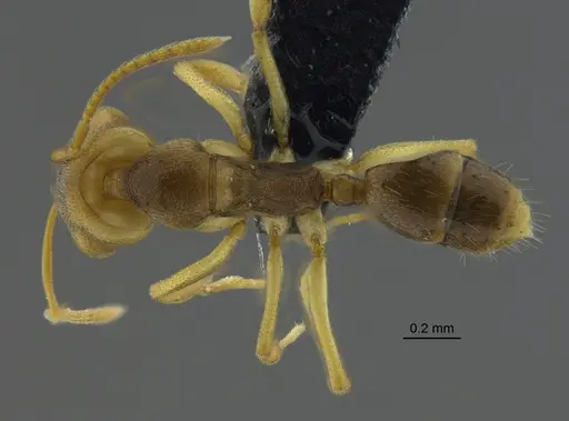 Anochetus mayri specimen CBUMAGENT41678 image cbumagent41678_1