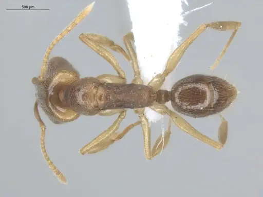 Anochetus mayri specimen ECOFOG-MI15-0366-17 image ecofog-mi15-0366-17_1