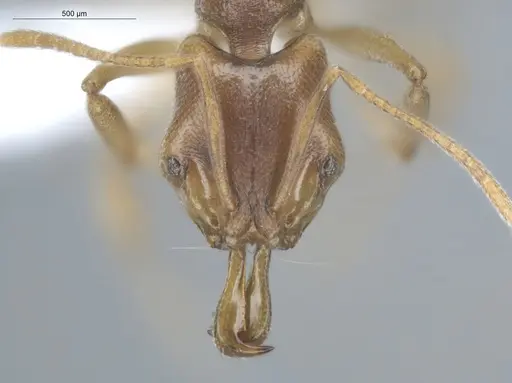Anochetus mayri specimen ECOFOG-MI15-0366-17 image ecofog-mi15-0366-17_2