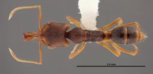 Anochetus mayri specimen FMNHINS0000088666 image fmnhins0000088666_1