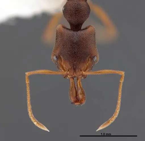 Anochetus mayri specimen FMNHINS0000088666 image fmnhins0000088666_2