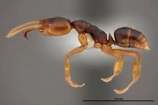 Anochetus mayri specimen FMNHINS0000088666 image fmnhins0000088666_3