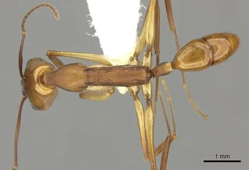 Anochetus micans specimen CASENT0260499 image casent0260499_1