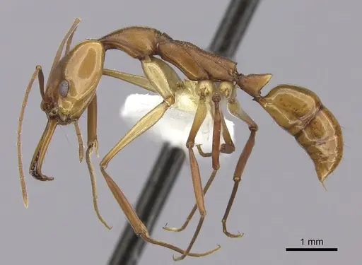 Anochetus micans specimen CASENT0260499 image casent0260499_3