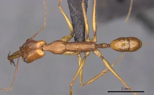 Anochetus micans specimen CASENT0907420 image casent0907420_1