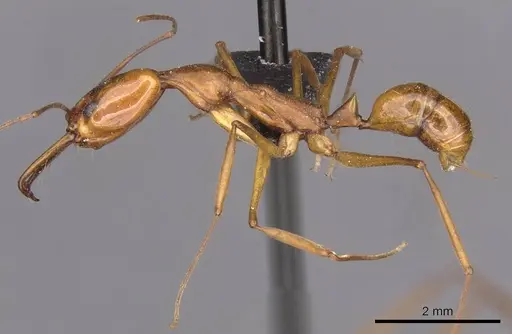Anochetus micans specimen CASENT0907420 image casent0907420_3