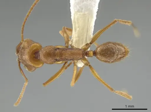 Anochetus minans specimen CASENT0640998 image casent0640998_1