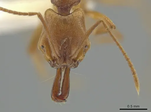 Anochetus minans specimen CASENT0640998 image casent0640998_2