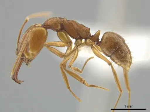 Anochetus minans specimen CASENT0640998 image casent0640998_3