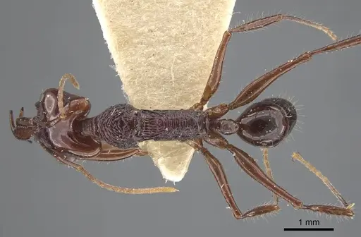 Anochetus mixtus specimen CASENT0917205 image casent0917205_1