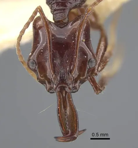 Anochetus mixtus specimen CASENT0917205 image casent0917205_2