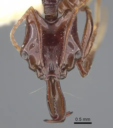 Anochetus mixtus specimen CASENT0917205 image casent0917205_3
