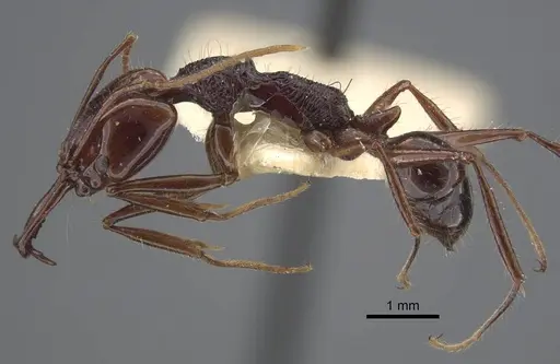 Anochetus mixtus specimen CASENT0917205 image casent0917205_4