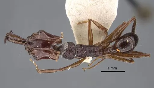 Anochetus mixtus specimen CASENT0917356 image casent0917356_1