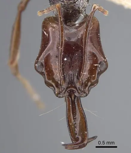 Anochetus mixtus specimen CASENT0917356 image casent0917356_2