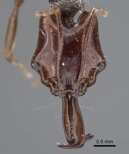 Anochetus mixtus specimen CASENT0917356 image casent0917356_3
