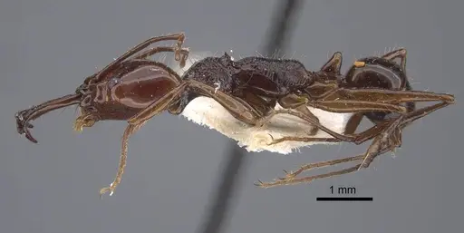 Anochetus mixtus specimen CASENT0917356 image casent0917356_4