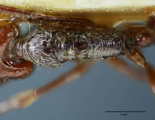Anochetus mixtus specimen SEMUT20160428B image semut20160428b_1