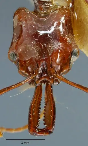 Anochetus mixtus specimen SEMUT20160428B image semut20160428b_2