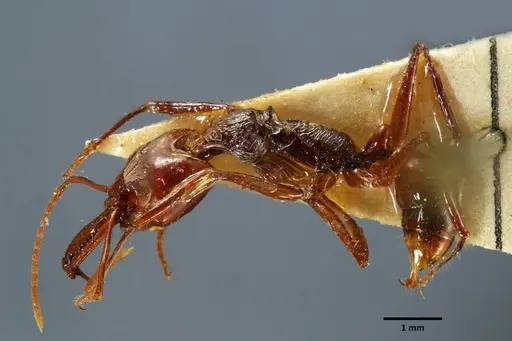 Anochetus mixtus specimen SEMUT20160428B image semut20160428b_3