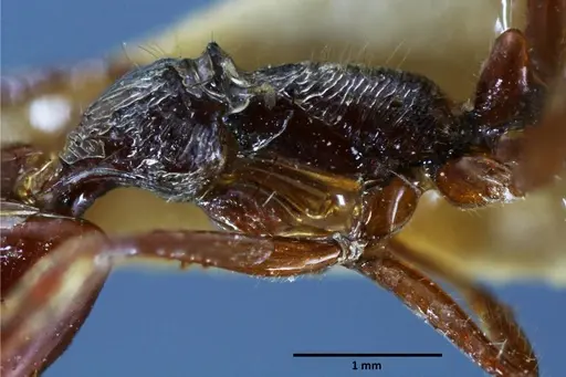Anochetus mixtus specimen SEMUT20160428B image semut20160428b_4