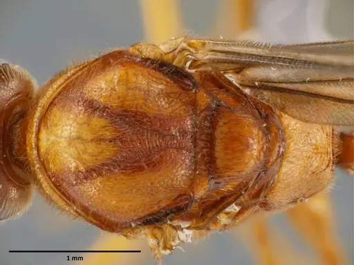 Anochetus mixtus specimen SEMUT20160520A image semut20160520a_1