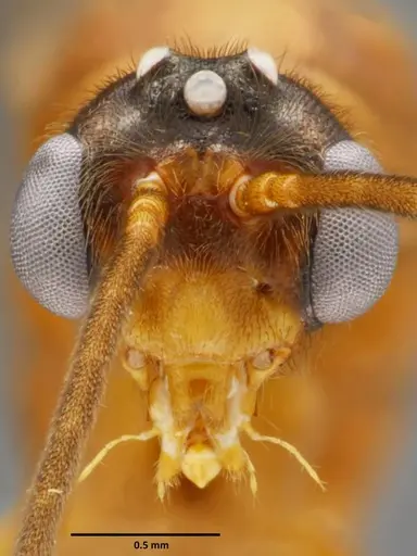 Anochetus mixtus specimen SEMUT20160520A image semut20160520a_2