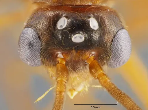 Anochetus mixtus specimen SEMUT20160520A image semut20160520a_3