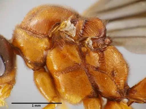 Anochetus mixtus specimen SEMUT20160520A image semut20160520a_4