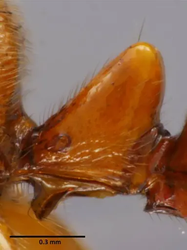 Anochetus mixtus specimen SEMUT20160520A image semut20160520a_5