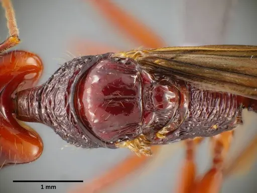 Anochetus mixtus specimen SEMUT20160520B image semut20160520b_1