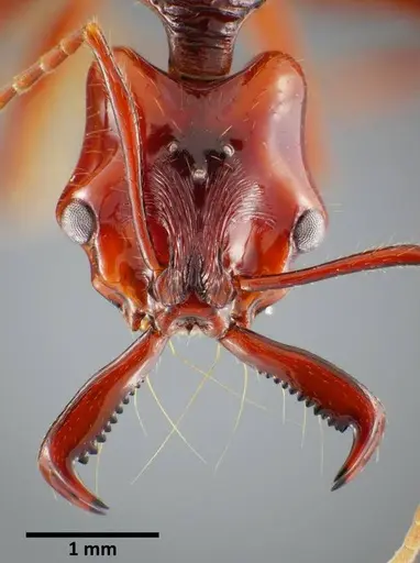 Anochetus mixtus specimen SEMUT20160520B image semut20160520b_2